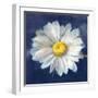 Boldest Bloom II Dark Blue-Danhui Nai-Framed Art Print