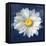 Boldest Bloom II Dark Blue-Danhui Nai-Framed Stretched Canvas