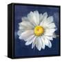 Boldest Bloom II Dark Blue-Danhui Nai-Framed Stretched Canvas