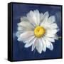 Boldest Bloom II Dark Blue-Danhui Nai-Framed Stretched Canvas