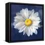 Boldest Bloom II Dark Blue-Danhui Nai-Framed Stretched Canvas