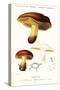Bolet Mushroom, Boletus Circinans.,1849 (Engraving)-Paul Louis Oudart-Stretched Canvas