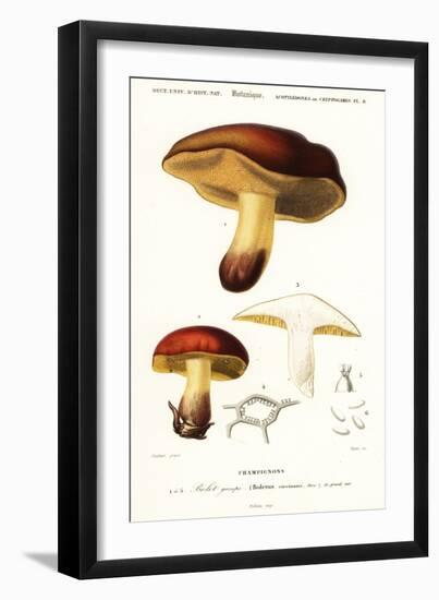 Bolet Mushroom, Boletus Circinans.,1849 (Engraving)-Paul Louis Oudart-Framed Giclee Print