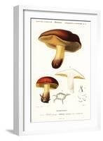 Bolet Mushroom, Boletus Circinans.,1849 (Engraving)-Paul Louis Oudart-Framed Giclee Print