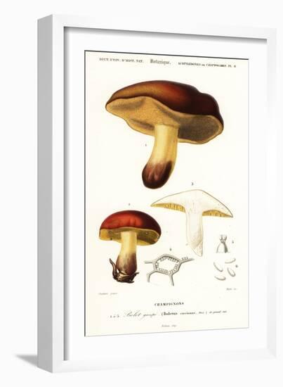 Bolet Mushroom, Boletus Circinans.,1849 (Engraving)-Paul Louis Oudart-Framed Giclee Print