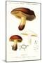 Bolet Mushroom, Boletus Circinans.,1849 (Engraving)-Paul Louis Oudart-Mounted Giclee Print