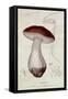 Boletus Edulis, Illustration For an Edition of Traite Des Champignons by Jean Jacques Paulet-Paul Louis Oudart-Framed Stretched Canvas