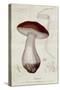 Boletus Edulis, Illustration For an Edition of Traite Des Champignons by Jean Jacques Paulet-Paul Louis Oudart-Stretched Canvas