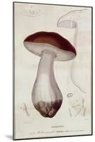 Boletus Edulis, Illustration For an Edition of Traite Des Champignons by Jean Jacques Paulet-Paul Louis Oudart-Mounted Giclee Print