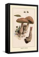 Boletus Edulis-William Hamilton Gibson-Framed Stretched Canvas