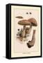 Boletus Edulis-William Hamilton Gibson-Framed Stretched Canvas