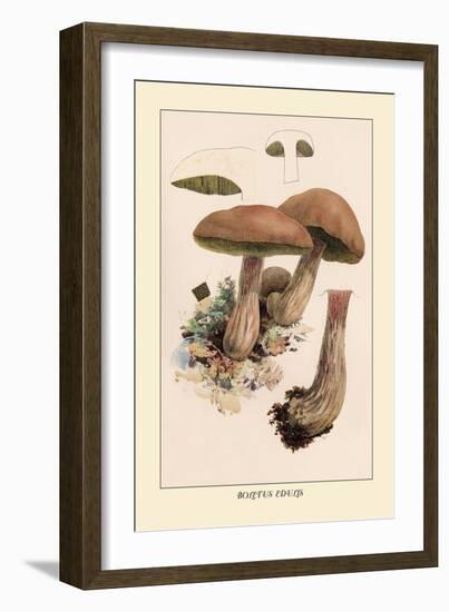 Boletus Edulis-William Hamilton Gibson-Framed Art Print