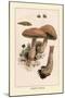 Boletus Edulis-William Hamilton Gibson-Mounted Art Print