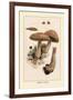 Boletus Edulis-William Hamilton Gibson-Framed Art Print