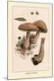 Boletus Edulis-William Hamilton Gibson-Mounted Art Print