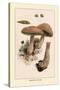 Boletus Edulis-William Hamilton Gibson-Stretched Canvas