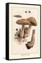 Boletus Edulis-William Hamilton Gibson-Framed Stretched Canvas