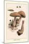 Boletus Edulis-William Hamilton Gibson-Mounted Art Print