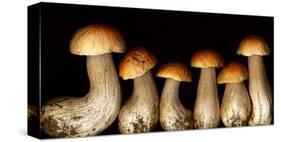 Boletus edulus wild Mushroom-null-Stretched Canvas