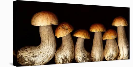 Boletus edulus wild Mushroom-null-Stretched Canvas