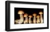 Boletus edulus wild Mushroom-null-Framed Art Print