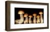 Boletus edulus wild Mushroom-null-Framed Art Print