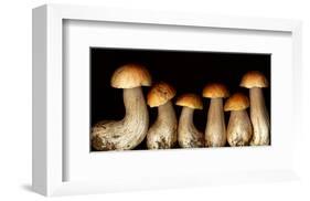 Boletus edulus wild Mushroom-null-Framed Art Print