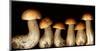 Boletus edulus wild Mushroom-null-Mounted Art Print