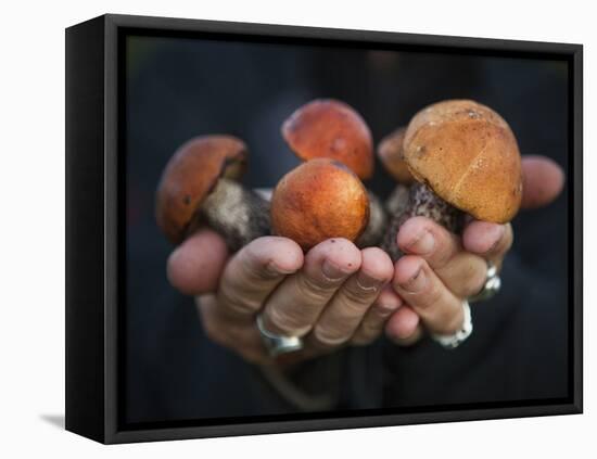 Boletus Mushrooms in Chokosna-Ethan Welty-Framed Stretched Canvas