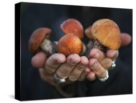 Boletus Mushrooms in Chokosna-Ethan Welty-Stretched Canvas