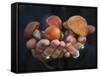 Boletus Mushrooms in Chokosna-Ethan Welty-Framed Stretched Canvas