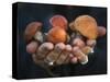 Boletus Mushrooms in Chokosna-Ethan Welty-Stretched Canvas