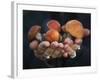 Boletus Mushrooms in Chokosna-Ethan Welty-Framed Photographic Print