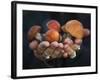 Boletus Mushrooms in Chokosna-Ethan Welty-Framed Photographic Print