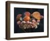 Boletus Mushrooms in Chokosna-Ethan Welty-Framed Photographic Print