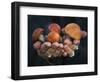 Boletus Mushrooms in Chokosna-Ethan Welty-Framed Photographic Print