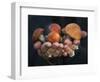 Boletus Mushrooms in Chokosna-Ethan Welty-Framed Photographic Print