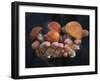 Boletus Mushrooms in Chokosna-Ethan Welty-Framed Photographic Print