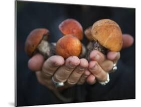 Boletus Mushrooms in Chokosna-Ethan Welty-Mounted Photographic Print