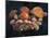 Boletus Mushrooms in Chokosna-Ethan Welty-Mounted Photographic Print