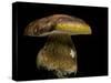 Boletus Pinophilus (Pine Bolete, Pinewood King Bolete)-Paul Starosta-Stretched Canvas