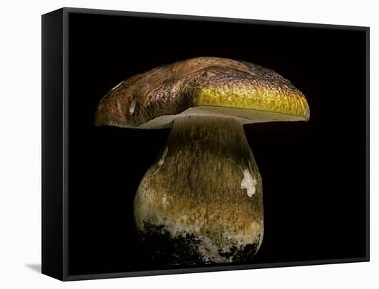 Boletus Pinophilus (Pine Bolete, Pinewood King Bolete)-Paul Starosta-Framed Stretched Canvas