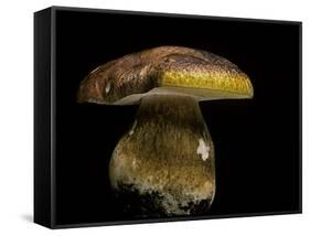 Boletus Pinophilus (Pine Bolete, Pinewood King Bolete)-Paul Starosta-Framed Stretched Canvas