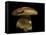 Boletus Pinophilus (Pine Bolete, Pinewood King Bolete)-Paul Starosta-Framed Stretched Canvas