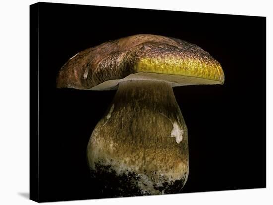 Boletus Pinophilus (Pine Bolete, Pinewood King Bolete)-Paul Starosta-Stretched Canvas