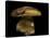 Boletus Pinophilus (Pine Bolete, Pinewood King Bolete)-Paul Starosta-Stretched Canvas