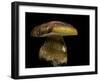 Boletus Pinophilus (Pine Bolete, Pinewood King Bolete)-Paul Starosta-Framed Premium Photographic Print