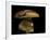 Boletus Pinophilus (Pine Bolete, Pinewood King Bolete)-Paul Starosta-Framed Photographic Print