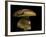 Boletus Pinophilus (Pine Bolete, Pinewood King Bolete)-Paul Starosta-Framed Photographic Print