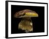 Boletus Pinophilus (Pine Bolete, Pinewood King Bolete)-Paul Starosta-Framed Photographic Print